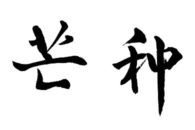 阿姨们在睡午觉小熊移植：午梦熊园移植奇缘，温馨互动乐翻天-1