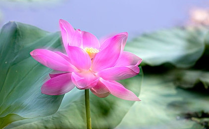 一亲二抱三亲的免费软件：《亲情小镇》温馨游戏体验：一亲二抱三亲，感受浓厚亲情氛围-1