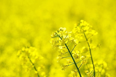 草莓视频污免费下载iOS：隐私内容新体验：揭秘草莓视频iOS版免费下载热潮背后的故事-2