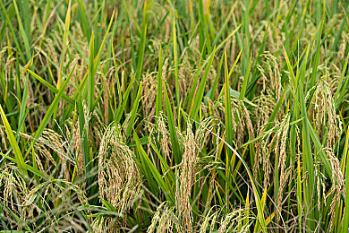 香蕉视频APP污：轻松幽默，功能多样——揭秘香蕉视频独特魅力，畅享欢乐时光-2