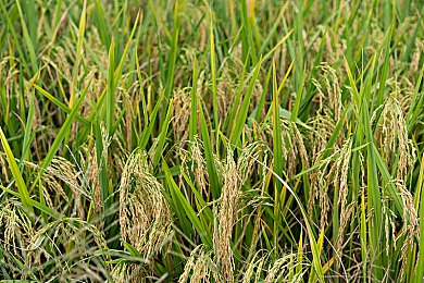 黄游18：幻境探险，奇思妙游：揭秘奇幻世界的视觉盛宴-4