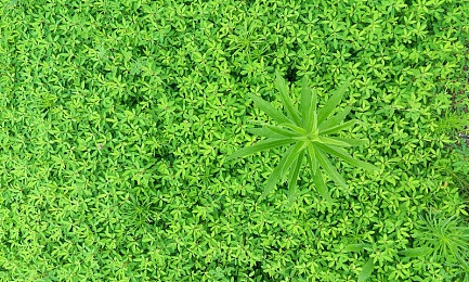 丝瓜污视频：清朗网络，共筑文明家园，拒绝低俗，守护纯净视听世界-3