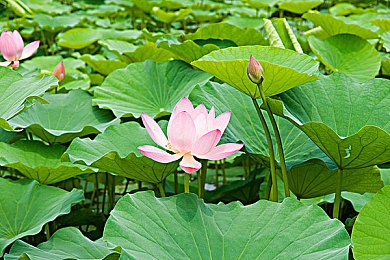 黄色视频哪里有：清网寻宝：畅游视频，安全选优，乐享精彩-2